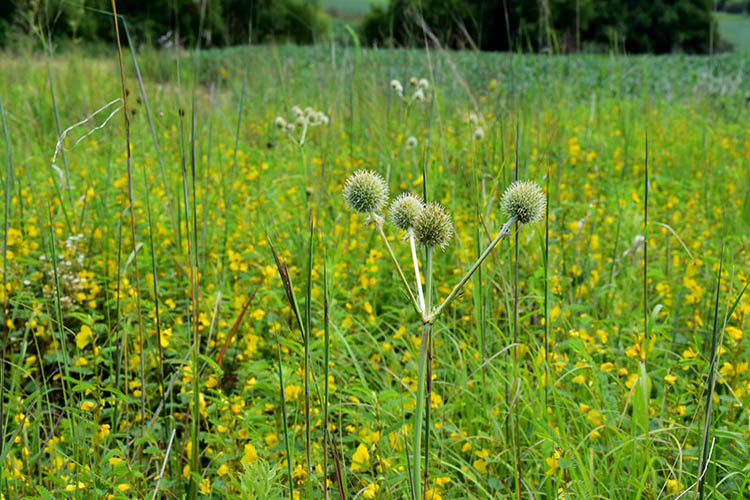 Rattlesnake Master grows proudly on a section of the farm.