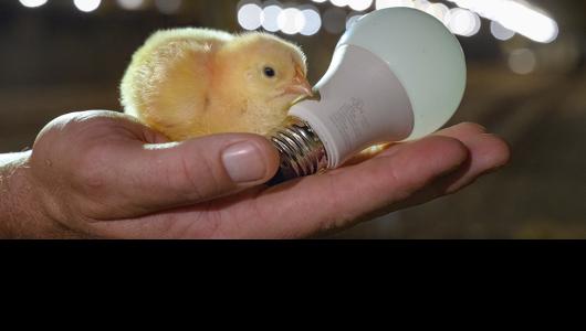 Baby chicken on a hand with a lightbulb