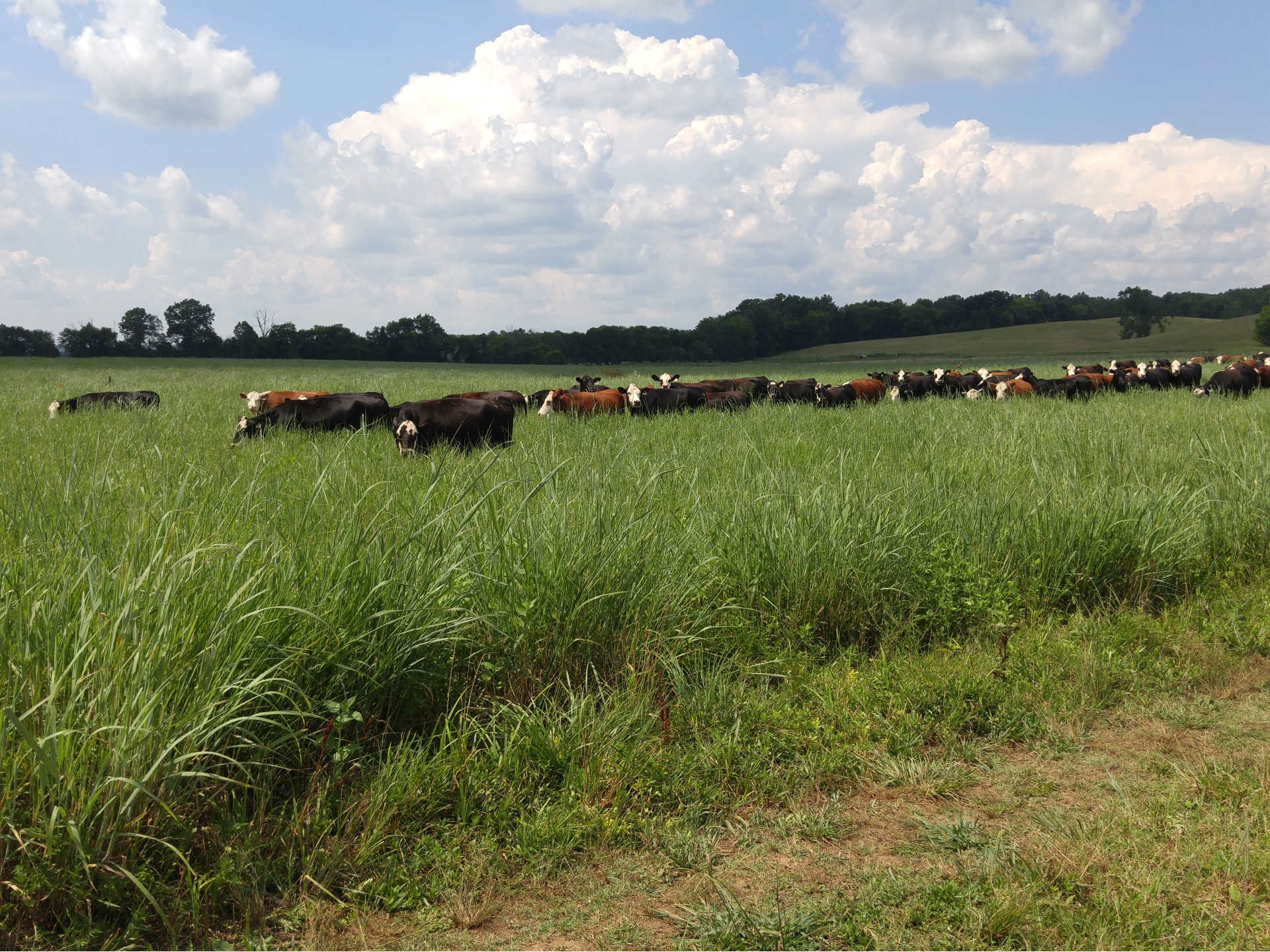 New Science Shows Benefits of Grazing Native WarmSeason Grasses Farmers