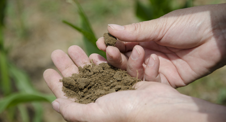 "Photo of hands holding soil"