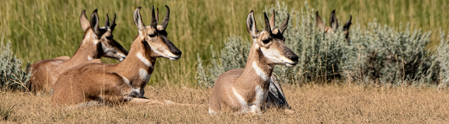 Wildlife Practices and Resources | Farmers.gov