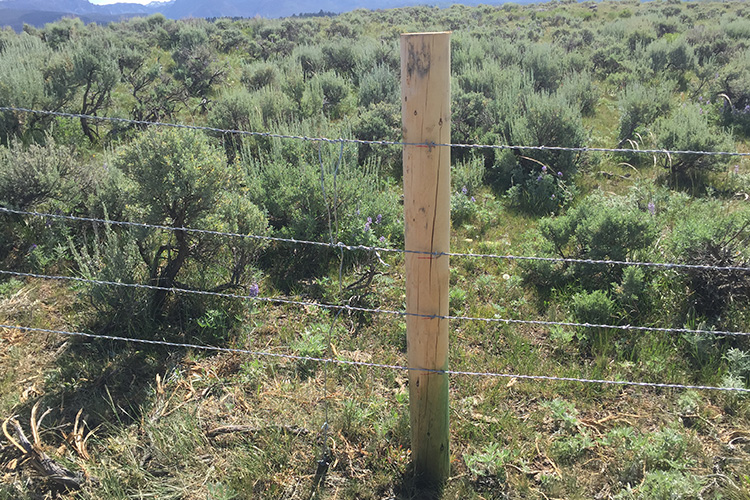 Making Fences Friendlier for Ranchers and Wildlife