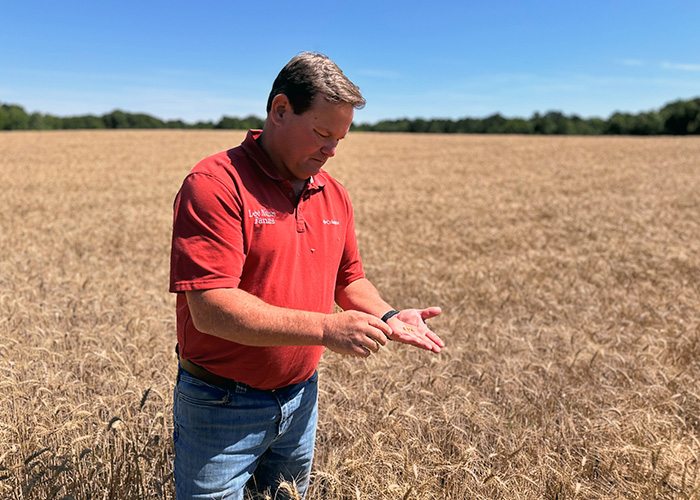 Person standing in field examining grains