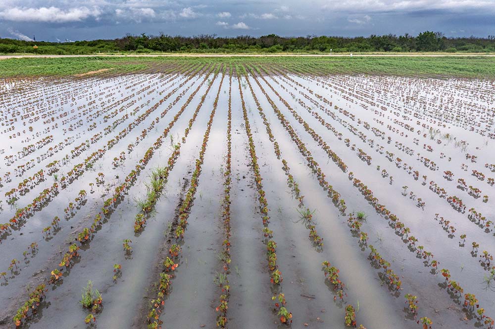 Flood crop field