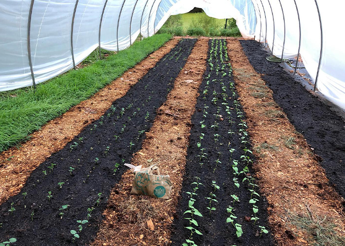 Plant seedling growing in rows under a high tunnel