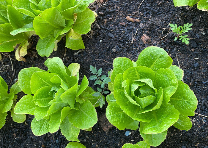 Romaine lettuce growing in ground