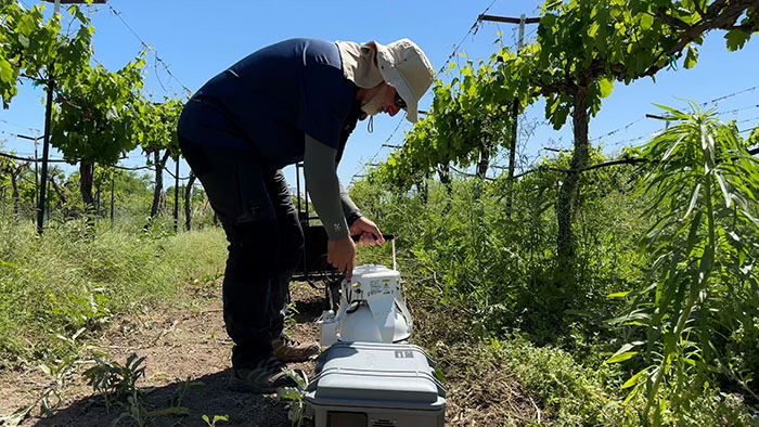 Person monitoring grape vines