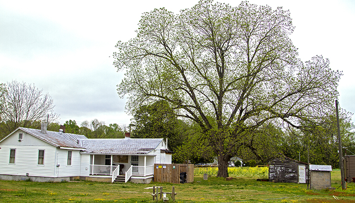 A white house with large tree next to it