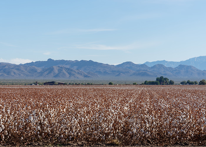 Cotton in a field