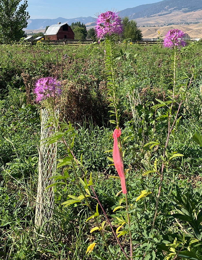 Flowers in field