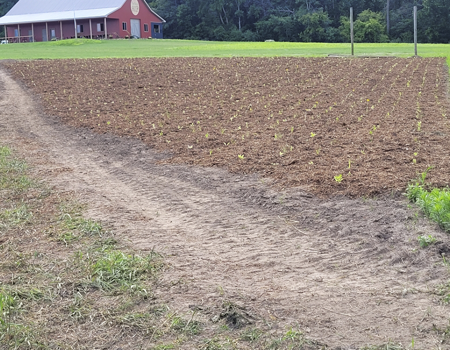 Dirt foot path through small field of seedlings