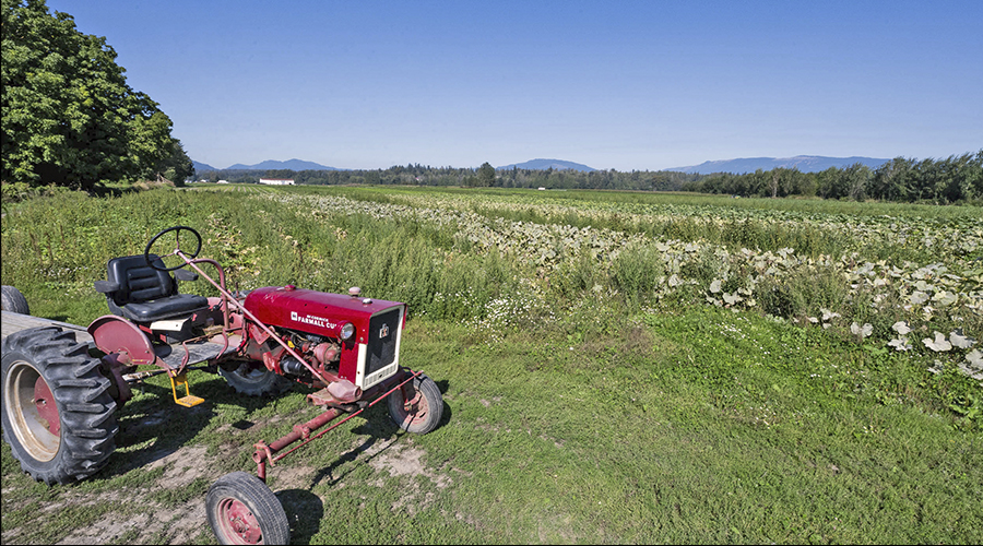 Small tractor in field