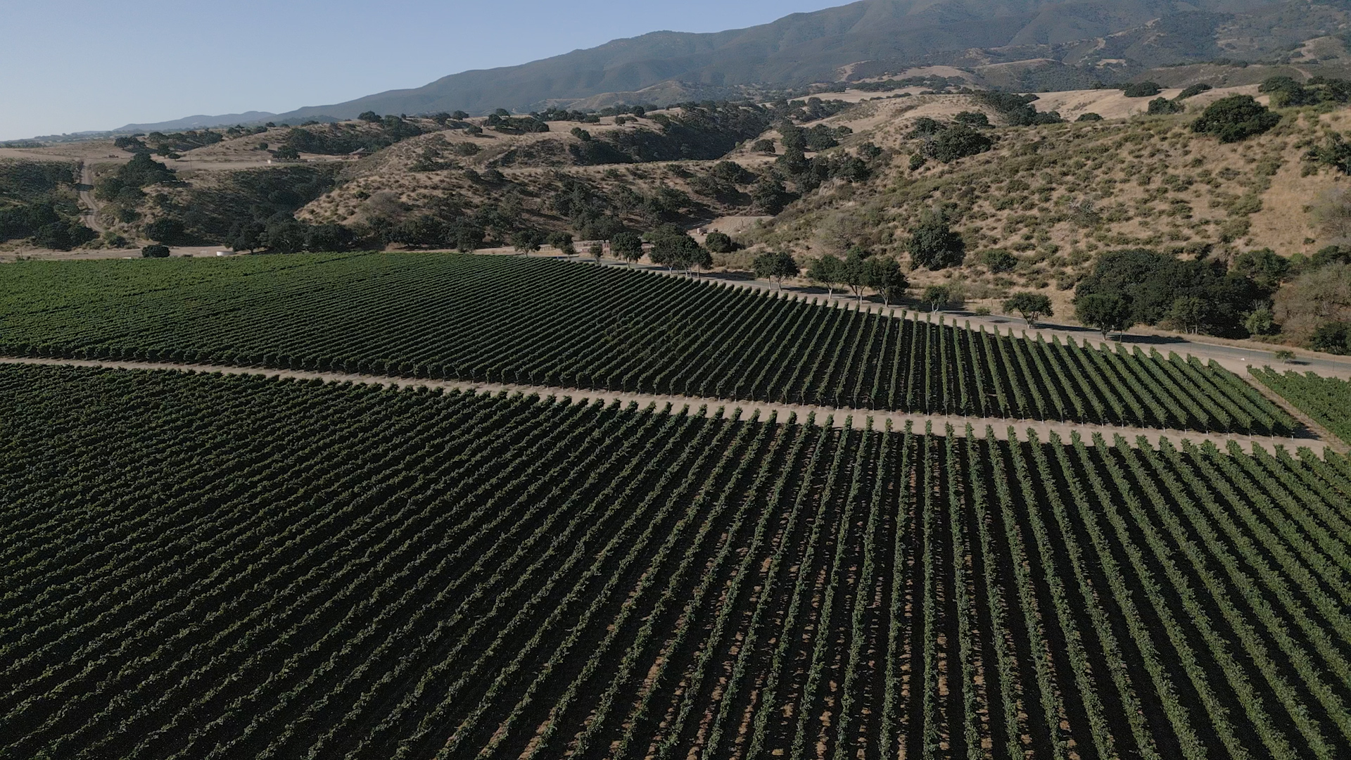 Aerial view of a vineyard