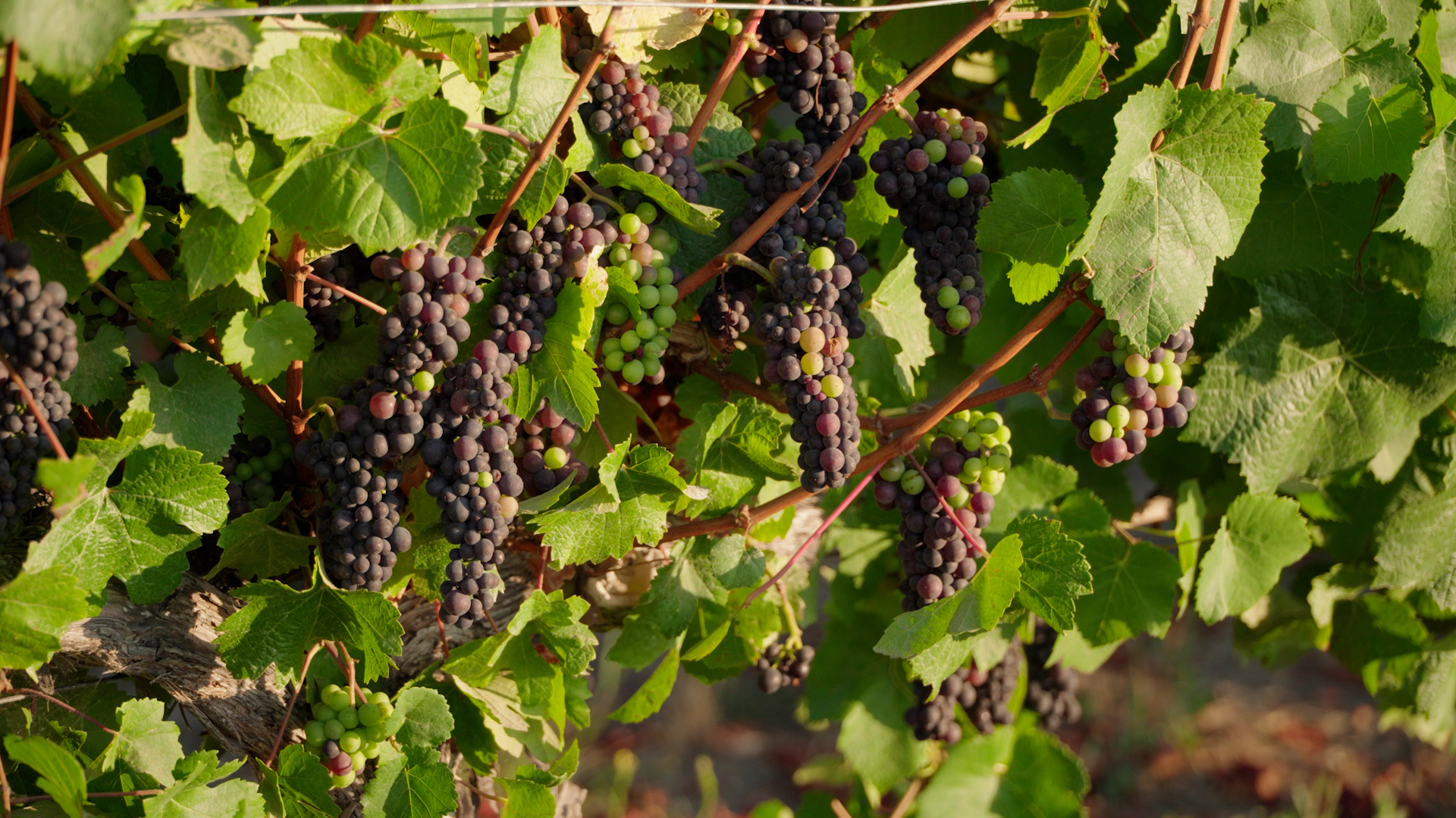 Grapes growing on a vine