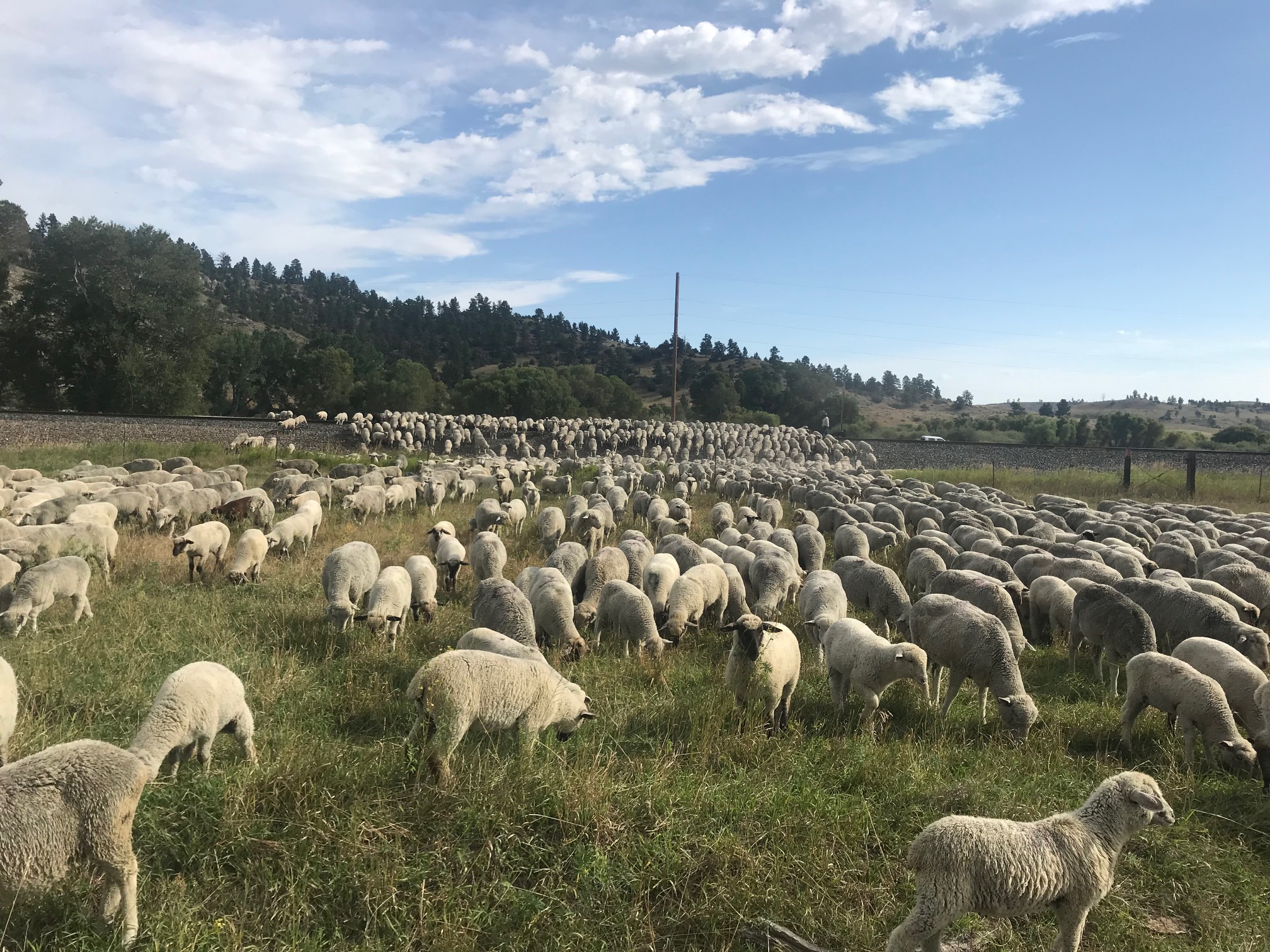 Sheep in a field