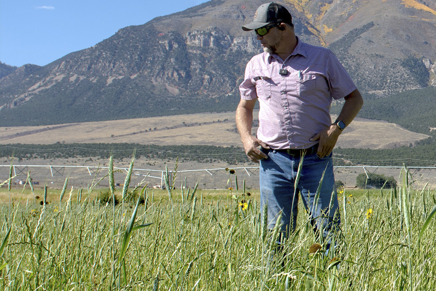 Person stadning in crop field with mountains in the background