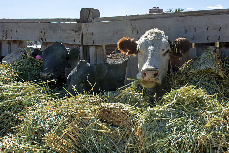 Cows feeding on hay at trough