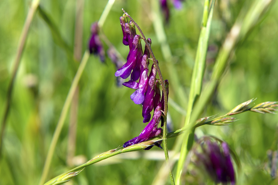 Wilted purple flower