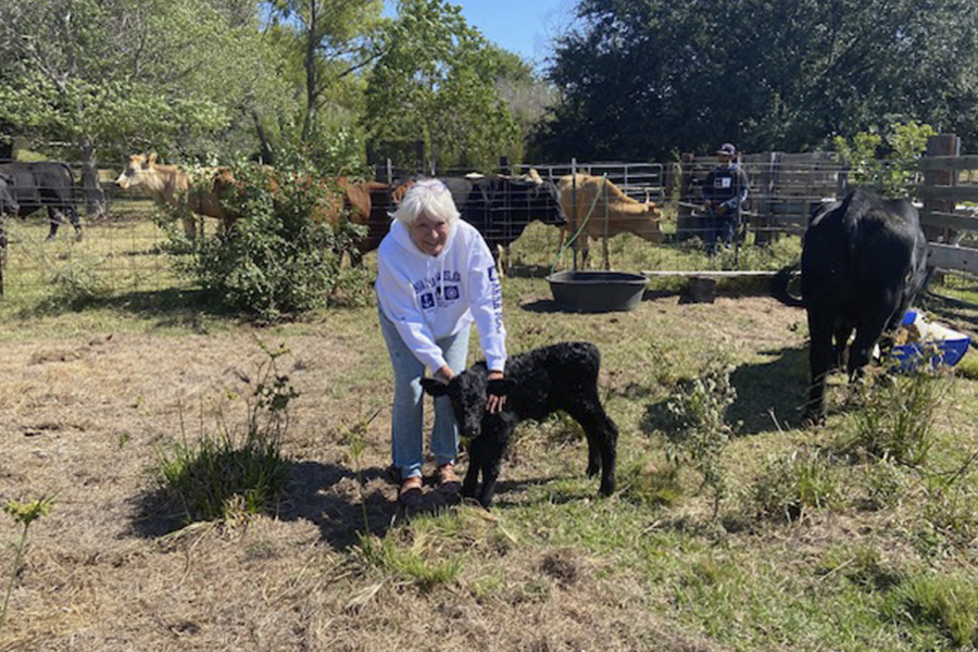 Person petting a calf