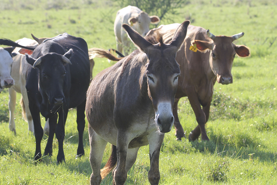 A donkey walking with cows