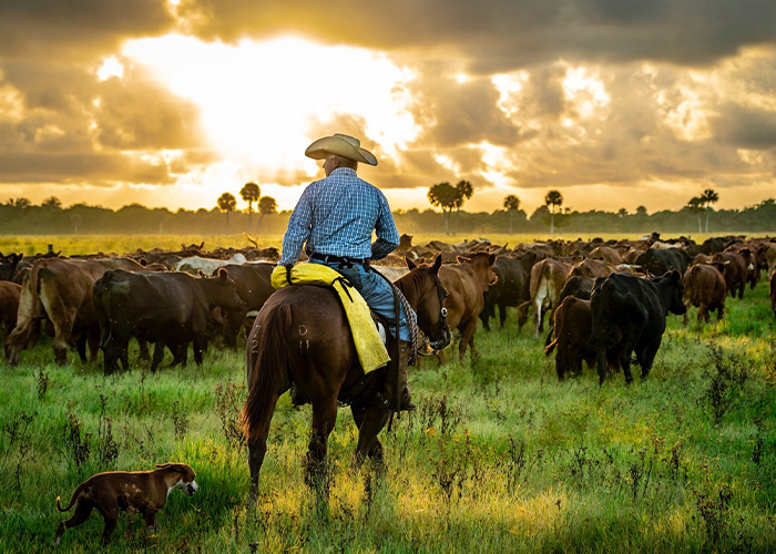 Person on a horse corralling cattle