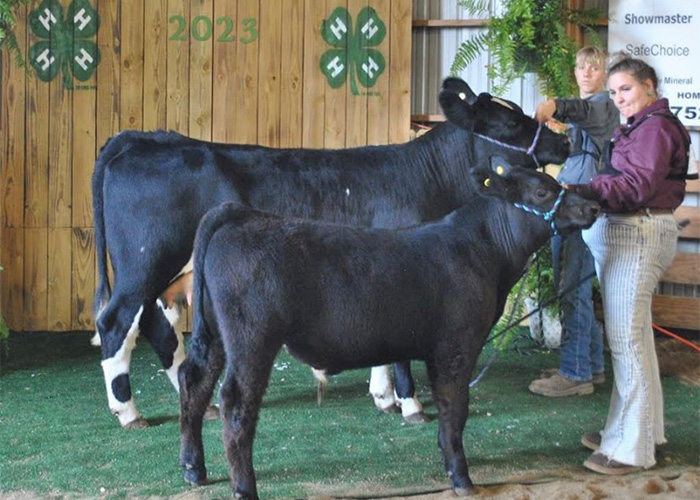 Two people showing cows