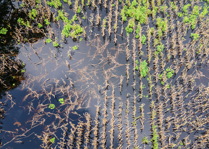 Flooded crops in a field