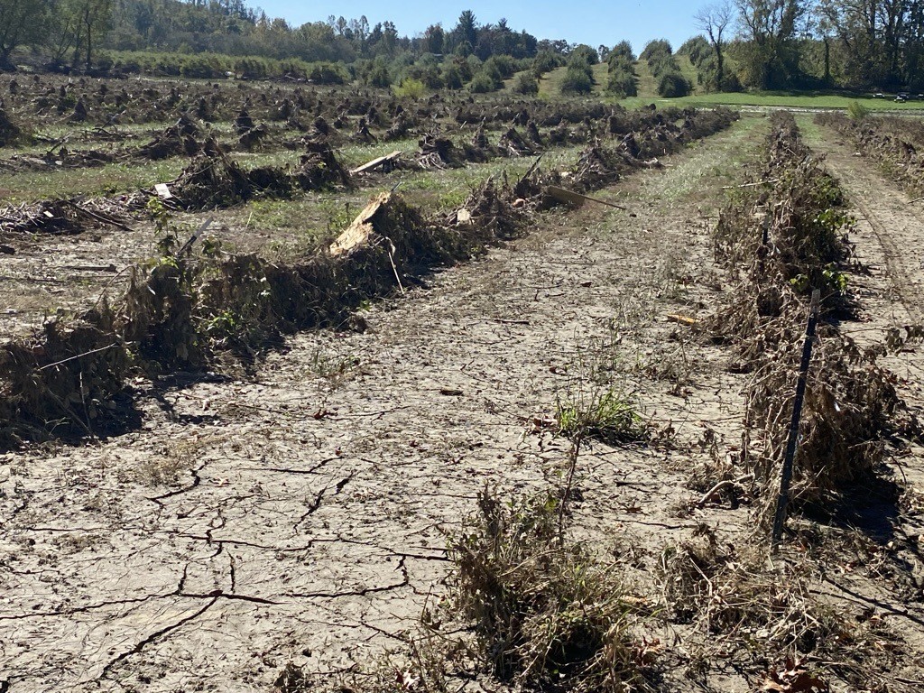 Rows of damaged crops