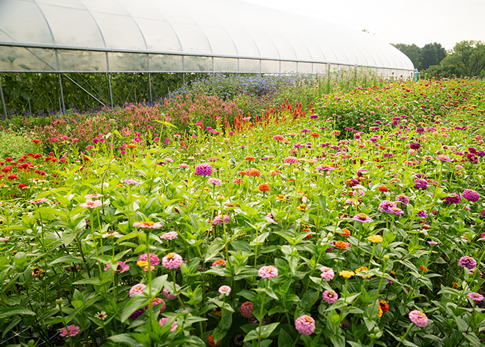 Flowers in a field