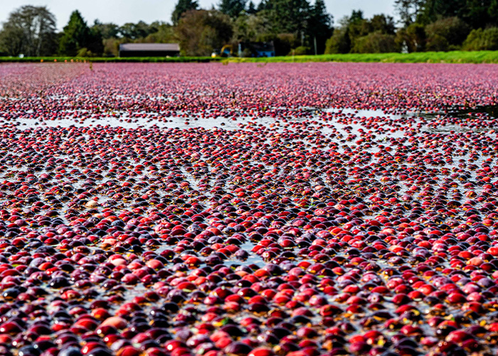 Hundreds of cranberries floating in flooded field