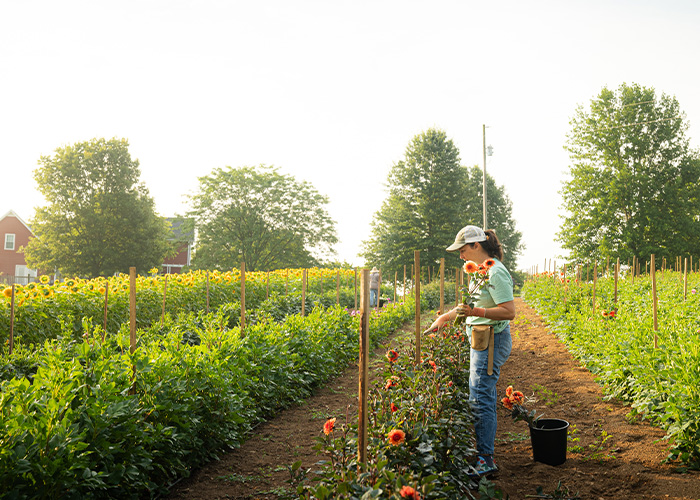 Person picking flowers