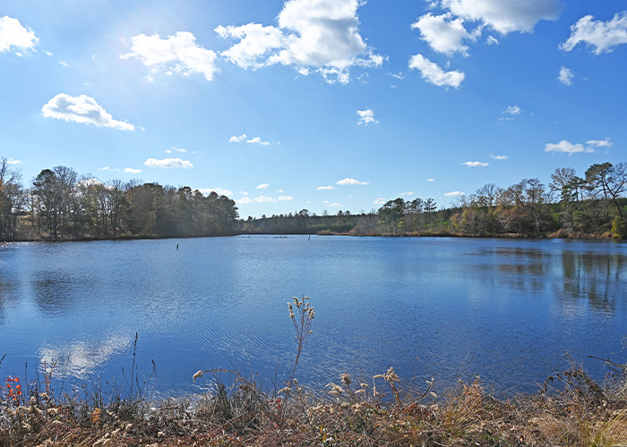 Small lake with trees around it