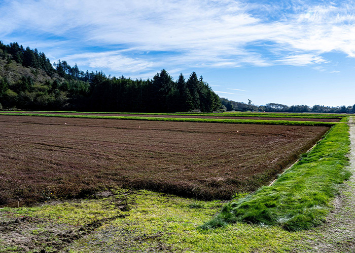 Open field