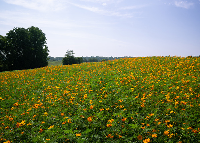 Flowers on a rolling hill