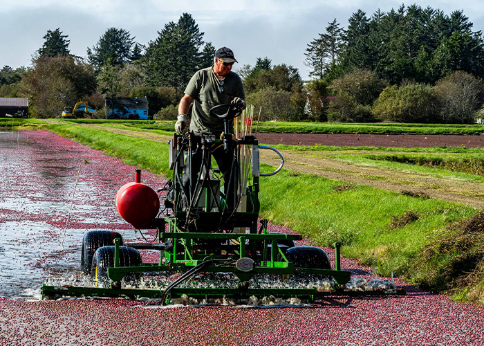 Person on tractor in flooded cranberry field