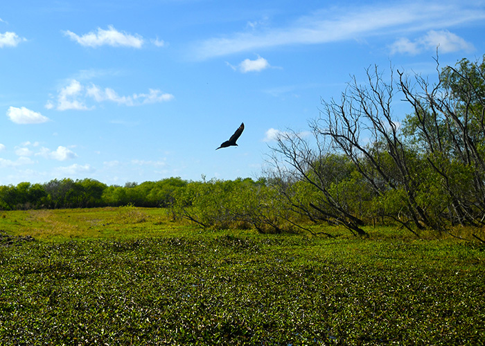 Bird flying over a field