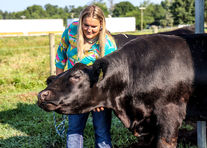 Person petting a cow