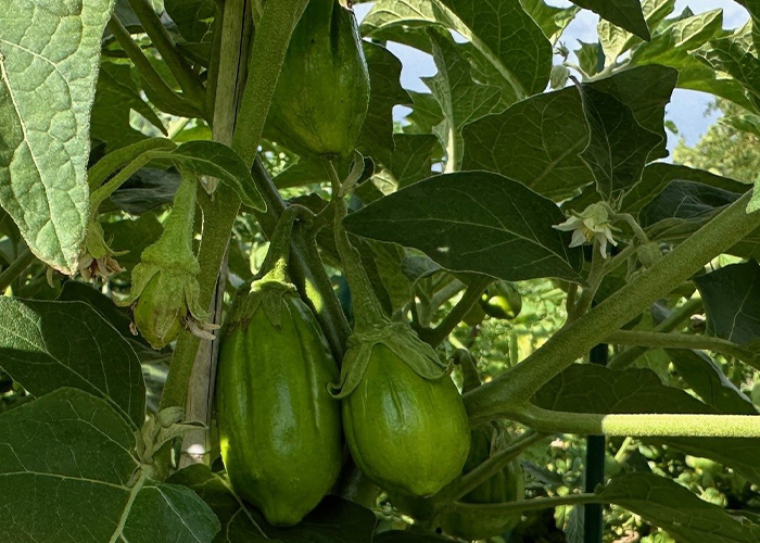 Jilo growing on a tree