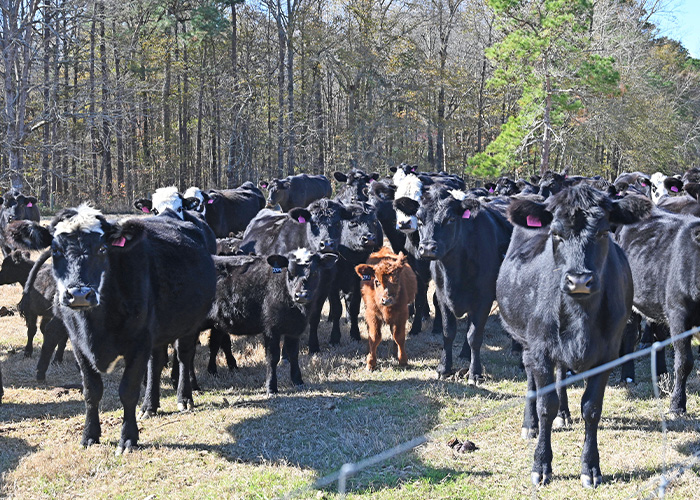 Several cattle in a field