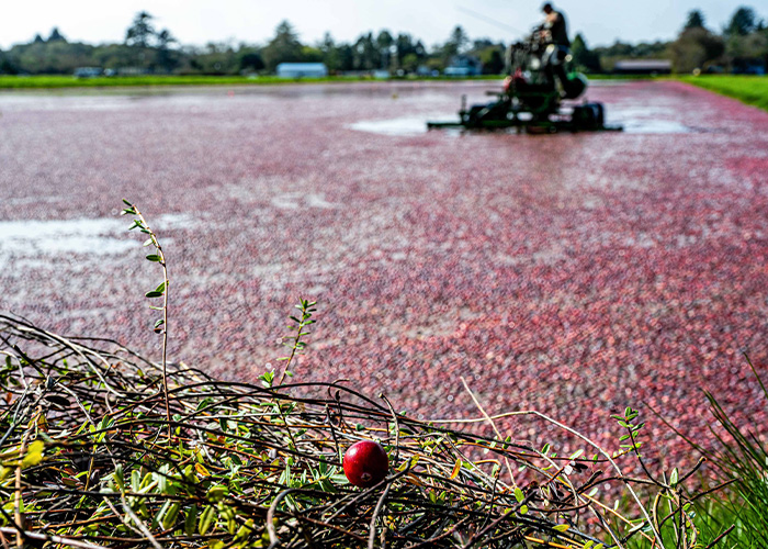 Tractor in flooded cranberry field