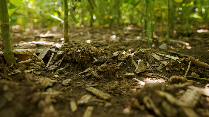 Ground level view of dirt and plant stalks