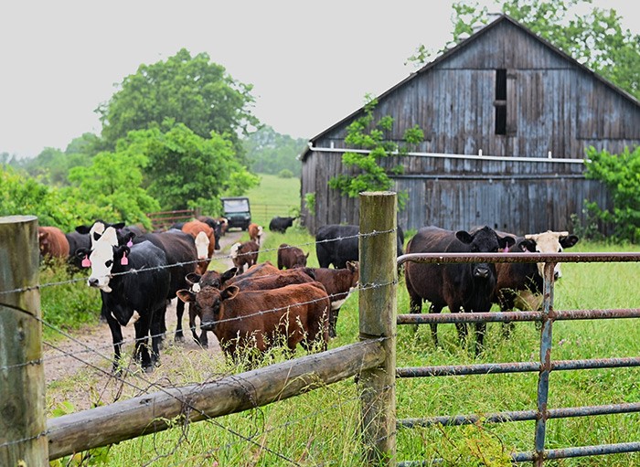 Cows standing in front of an old barn