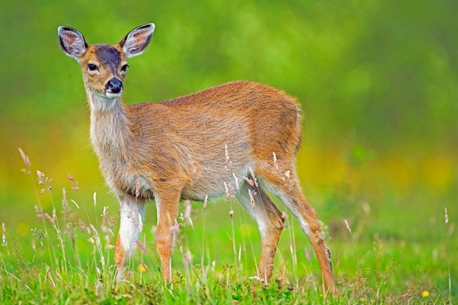 Deer standing in grass