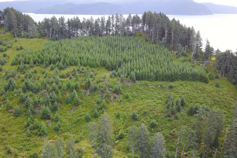 Rows of baby trees