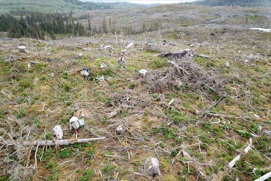 Harvested tree land