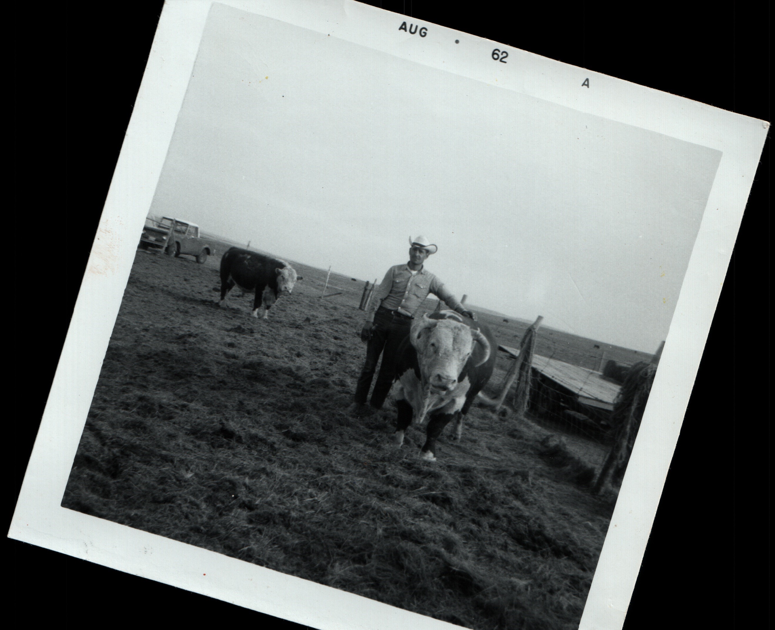 Person standing next to a cow