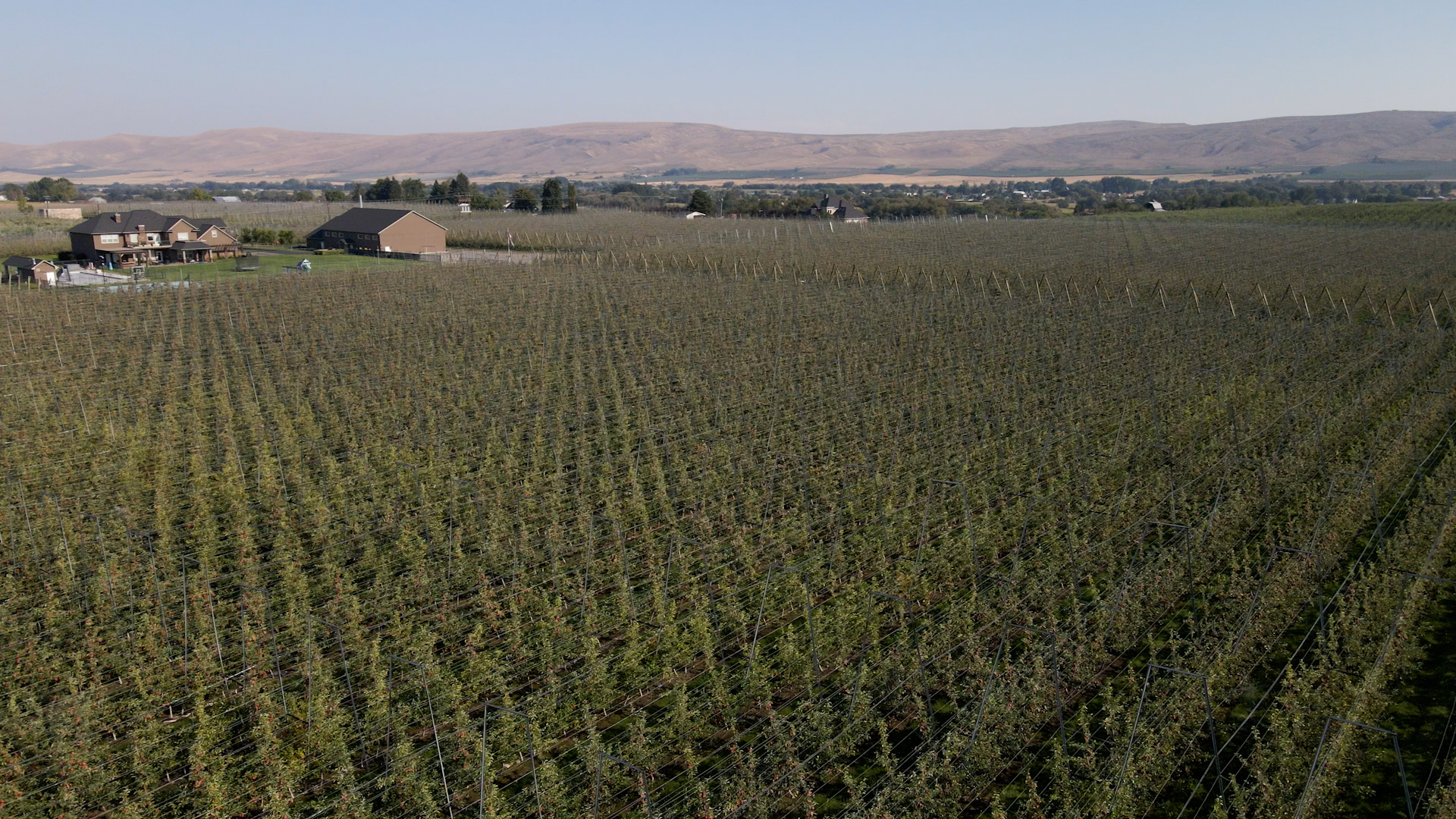 Serial view of apple orchard