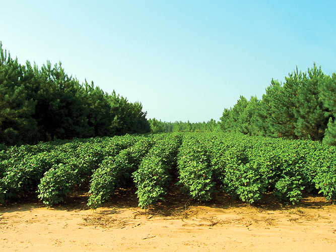 Agriculture And Forestry 5 Ways Agroforestry Can Work For You And Your 