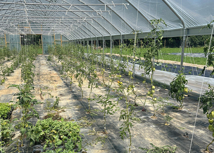 Plants growing in high tunnel