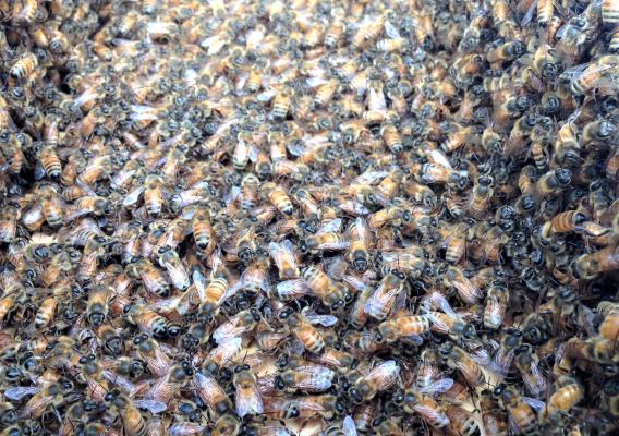 large group of bees